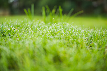 Small green grass covered in bright morning dewdrops