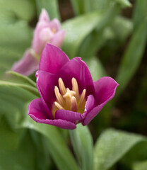 pink tulips in a field