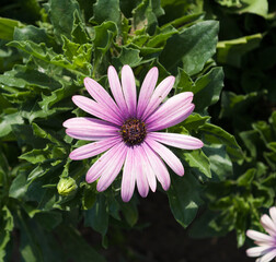 Obraz premium pink gerbera daisy in garden