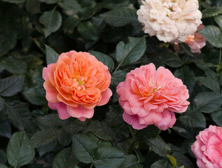 Pink roses in the garden