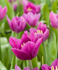 Fototapeta premium Beautiful flowers pink tulips. Natural background