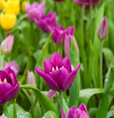 Beautiful flowers pink tulips. Natural background