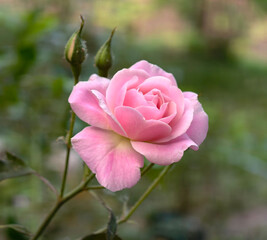 Pink roses in the garden