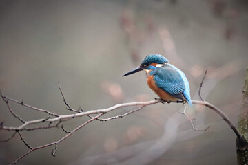 Obraz premium Kingfisher