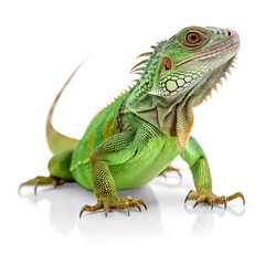 An iguana with beautiful green scales, reptile pet, isolated with transparent background and shadow