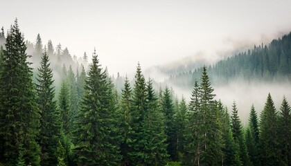 fog and trees in the field with white background 