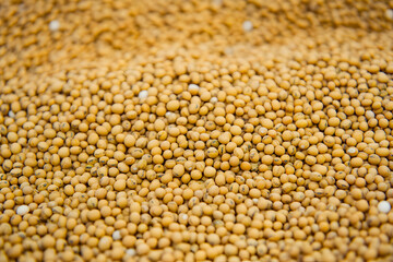 Fototapeta premium A close view of a large pile of yellow legumes displays their smooth texture and vibrant color under natural lighting. Generative AI