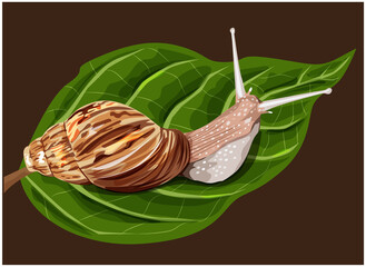 Illustration of a snail on a leaf brown background