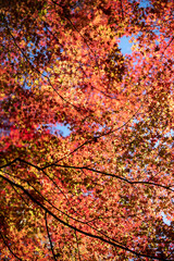 鎌倉2412　報国寺20　もみじ紅葉