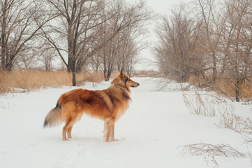 dog in winter