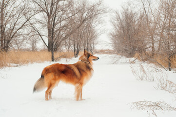 dog in snow