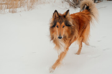 german shepherd running