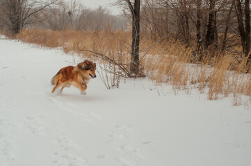 dog playing in snow
