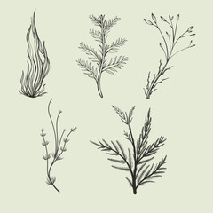 Seaweeds set on isolated background.Hand drawn vintage style . Underwater world.