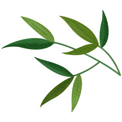 green leaves isolated on white background