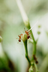 Two Ants on Flower Buds, Teamwork and interactions in Nature with wildlife macro photography