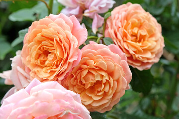 Peach and apricot pink climbing rose, rosa ‘Peach Melba’, in flower.
