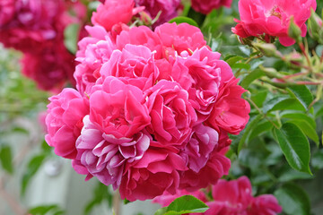 Deep magenta pink ground cover rose, rosa ‘Flower Carpet Pink’ in flower.