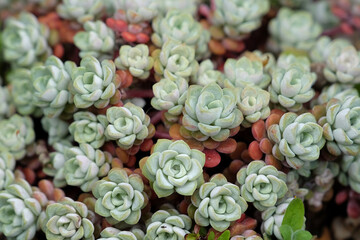 Sedum spathulifolium, also known as a broadleaf stonecrop succulent.