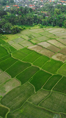 Green Rice Terrace in Asia. Bali, Indonesia. Top view