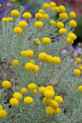 Fototapeta premium Yellow balls of Santolina chamaecyparissus, also known as lavender cotton, in flower.