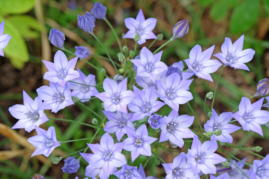 Pale blue Triteleia laxa, also known as grassnut, triplet lily, or Ithuriel&rsquo;s spear, in flower.