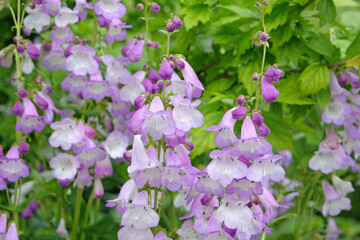 Pale purple and white penstemon, also known as foxglove beardtongue ‘Alice Hindley’ in flower. © Alexandra