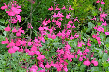 Bright pink Salvia microphylla ‘Cerro Potosí’, also known as baby sage, in flower.