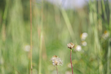 Grass flowers light up by sunset evening light. An inspirational nature image for aesthetic of autumn and fall design. Autumn nature in earth tone blurred background.