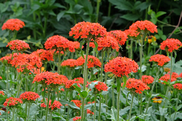 Bright red Lychnis chalcedonica or Maltese Cross in flower.