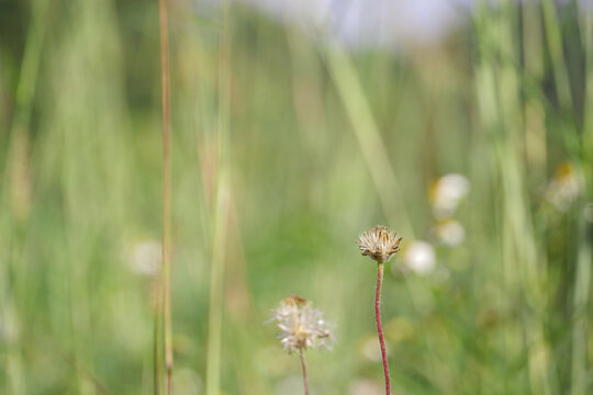 Grass flowers light up by sunset evening light. An inspirational nature image for aesthetic of autumn and fall design. Autumn nature in earth tone blurred background.
