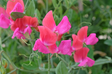 Red and pink Lathyrus odoratus, sweet pea in flower.