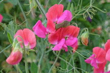 Red and pink Lathyrus odoratus, sweet pea in flower.