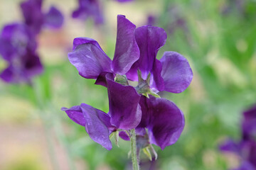Deep purple Lathyrus odoratus, sweet pea ‘Marseilles’ in flower.