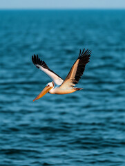Pelican gliding over water at sunset near shore