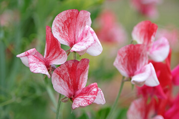 Red and white Lathyrus odoratus, sweet pea ‘America’ in flower.