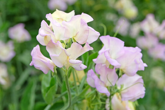 Cream and lilac purple Lathyrus odoratus, sweet pea &lsquo;High Scent&rsquo; in flower.