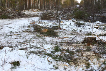 Illegal logging in the winter forest. Illegal logging is a driving force behind a number of environmental problems such as deforestation, soil erosion and loss of biodiversity.