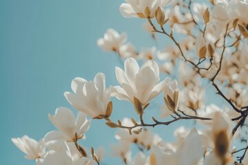 Graceful magnolias in full bloom under warm natural light