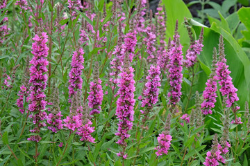 Obraz premium Pink Lythrum salicaria ‘Feuerkerze’, also known as purple loosestrife in flower.