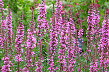 Pink Lythrum salicaria &lsquo;Feuerkerze&rsquo;, also known as purple loosestrife in flower.