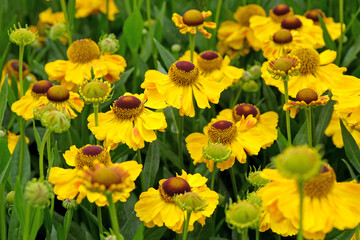 Obraz premium Yellow helenium sneezeweed, ‘El Dorado’ in flower.