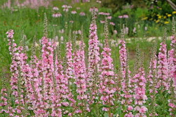 Pink and white Lythrum salicaria purple loosestrife ‘Blush’ in flower.