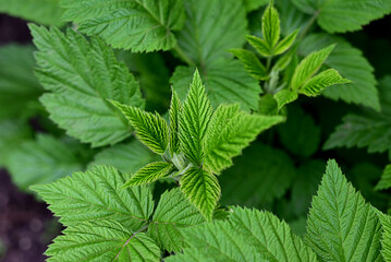 The first young raspberry leaves. An antioxidant. Herbal tea. Close-up of new leaves. Blurred background.