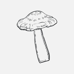 Mushroom on white isolated background . Hand drawn vintage style . Tattoo. Vector illustration.