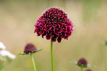 Deep burgundy red Scabiosa atropurpurea, scabious or pincushion flower ‘Black Knight’ in flower.