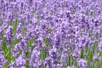 Naklejka premium Purple English Lavender in flower.
