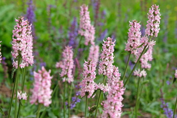 Obraz premium Pale pink Stachys Betonica officinalis, pink betony ‘Rosea’ in flower.