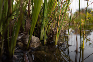 Ripples and Reeds: A Tranquil Water Scene