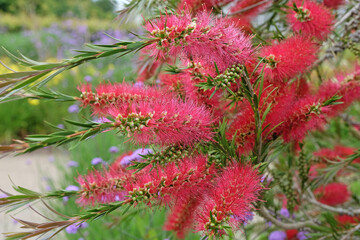 Bright red Callistemon citrinus, Crimson Bottlebrush ‘Splendens’ in flower.